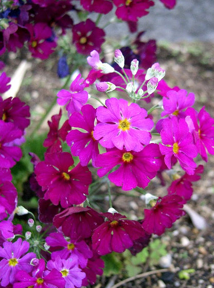 100 LAVENDER FAIRY PRIMROSE Purple Primula Malacoides Baby Primrose Shade Houseplant Flower Seeds