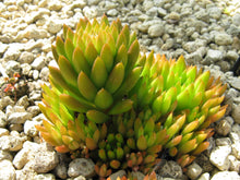 50 ROCK PINE Orostachys Japonica Multicolored Succulent Pink Flower Houseplant Seeds