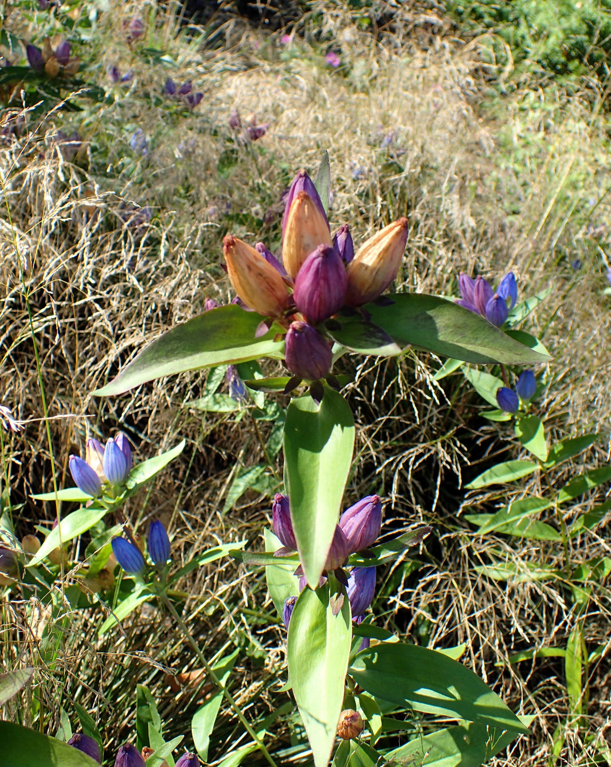 200 BOTTLE GENTIAN (Closed or Blind Gentian / Cloistered Heart) Gentiana Andrewsii Flower Seeds