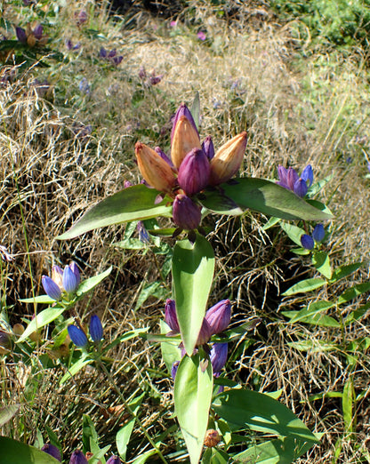 200 BOTTLE GENTIAN (Closed or Blind Gentian / Cloistered Heart) Gentiana Andrewsii Flower Seeds