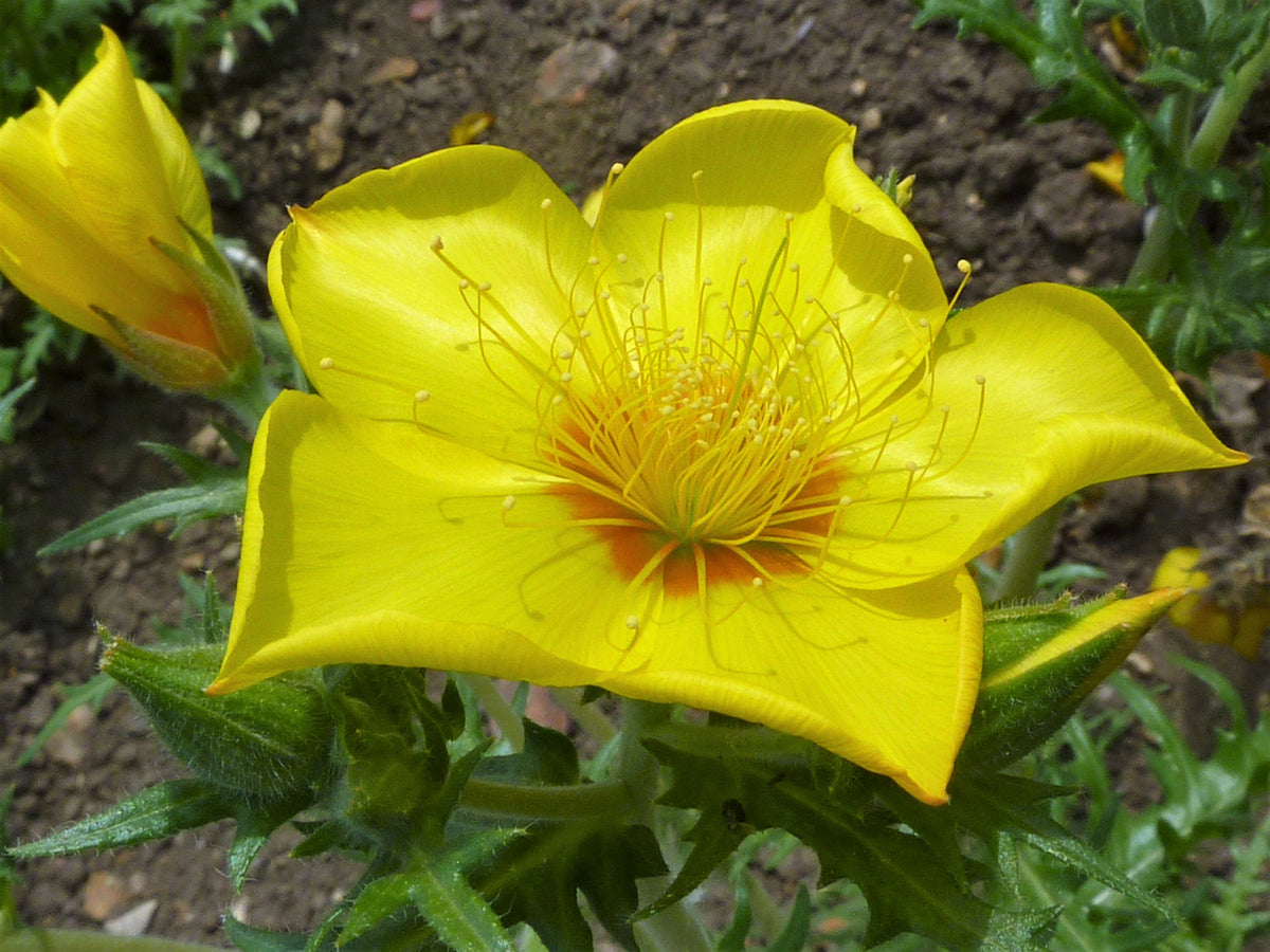 300 YELLOW BLAZING STAR Mentzelia Lindleyi Bartonia Evening Star Native Flower Seeds