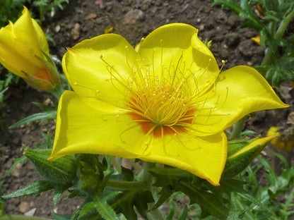 300 YELLOW BLAZING STAR Mentzelia Lindleyi Bartonia Evening Star Native Flower Seeds