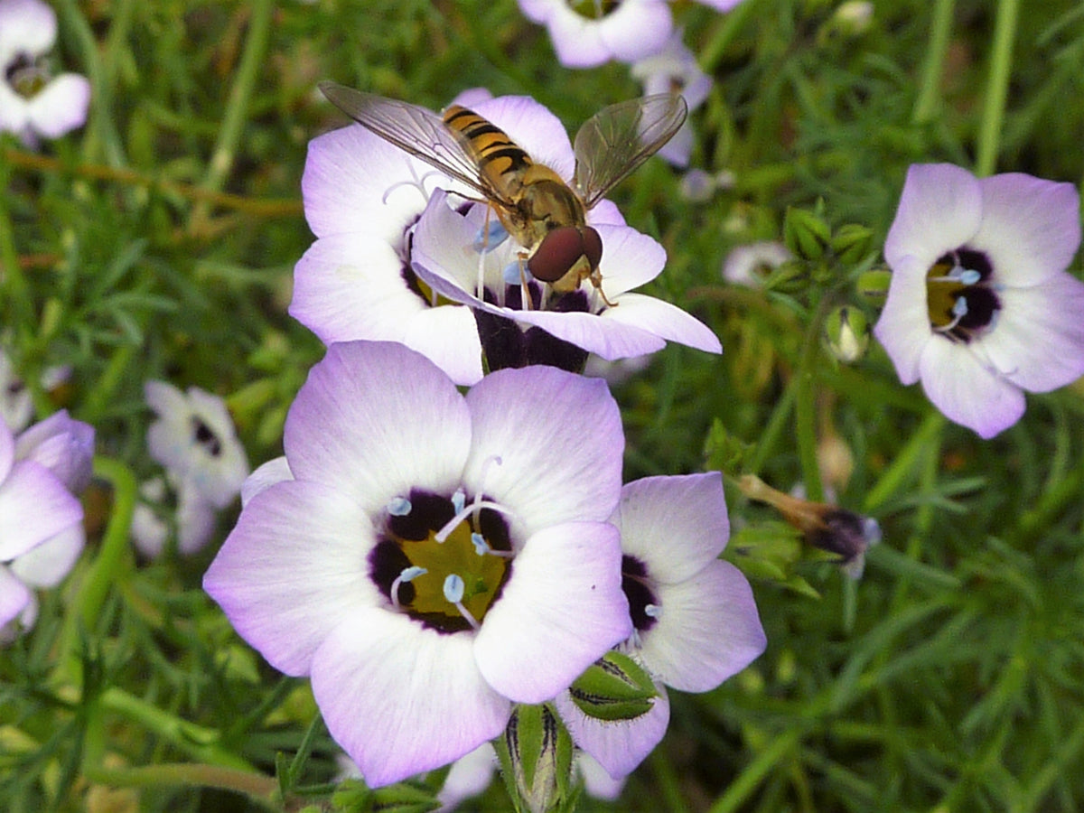 1000 BIRDS EYES Gilia Tricolor Lavender White Native Fragrant Hummingbird Flower Seeds