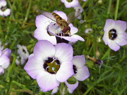 1000 BIRDS EYES Gilia Tricolor Lavender White Native Fragrant Hummingbird Flower Seeds