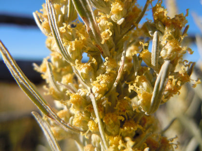 100 SILVER SAGEBRUSH Artemisia Cana Dwarf Sagebrush Silver Wormwood Herb Flower Seeds