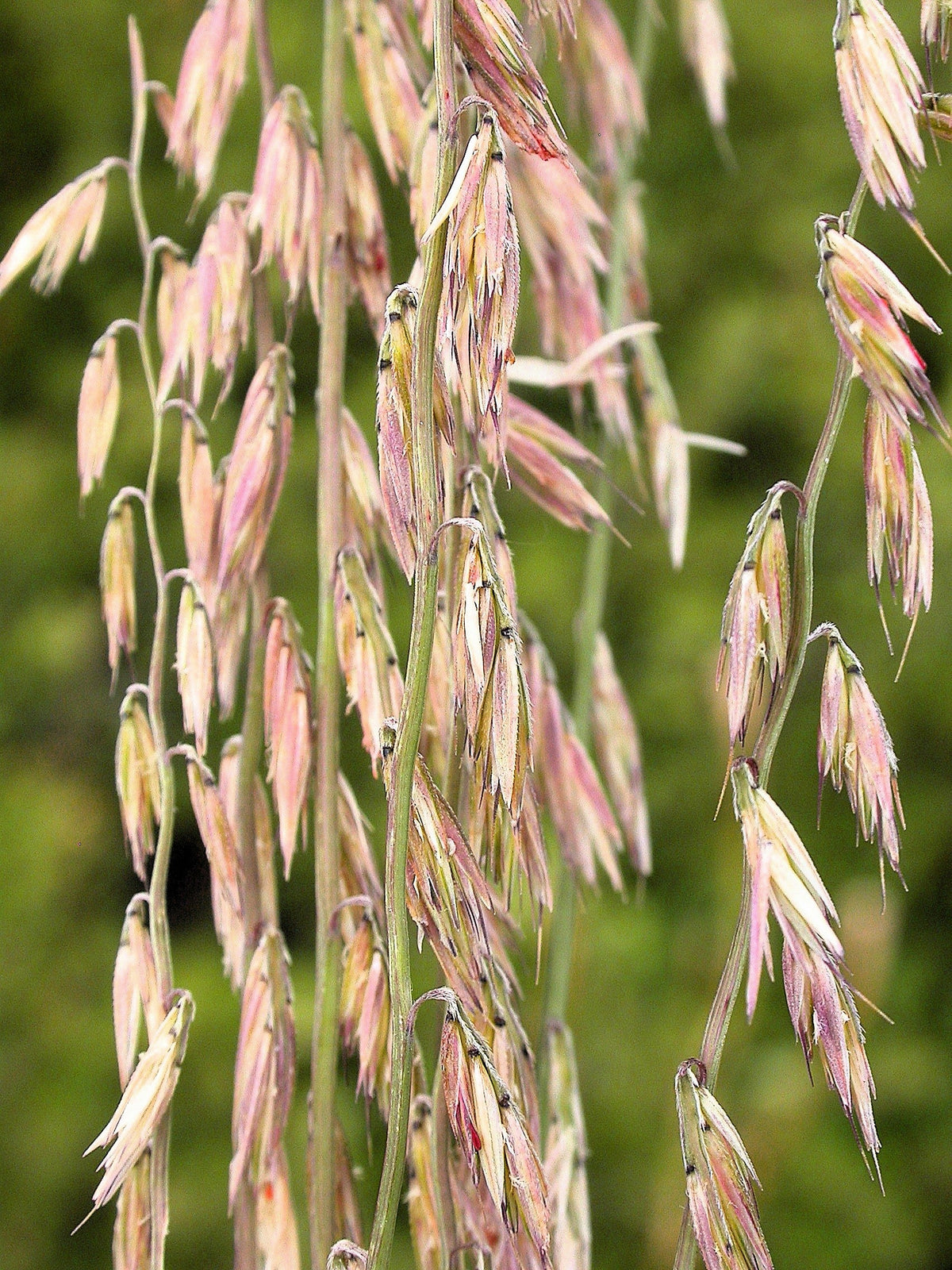 100 MESQUITE / SIDEOATS GRASS Ornamental Bouteloua Curtipendula Seeds