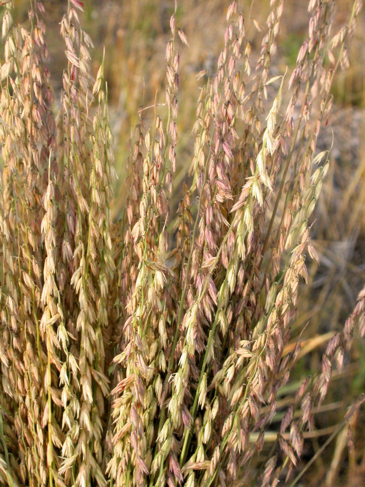100 MESQUITE / SIDEOATS GRASS Ornamental Bouteloua Curtipendula Seeds