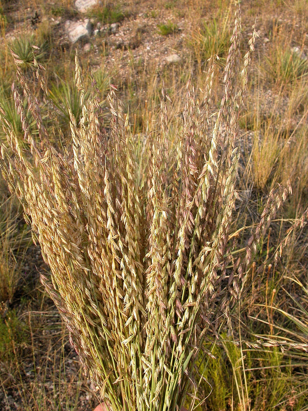 100 MESQUITE / SIDEOATS GRASS Ornamental Bouteloua Curtipendula Seeds