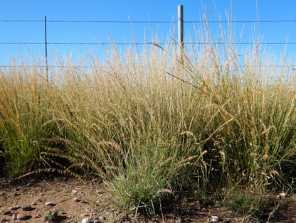 100 MESQUITE / SIDEOATS GRASS Ornamental Bouteloua Curtipendula Seeds