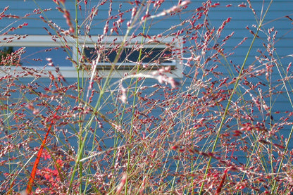 1000 SWITCHGRASS Tall Panic Switch Grass Panicum Virgatum Red Flower Seeds