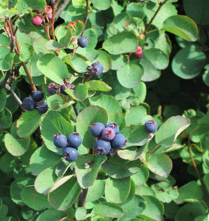 20 SASKATOON SERVICEBERRY aka Western, Pacific, Juneberry, Shadbush Amelanchier Alnifolia Native Edible Purple Berry Fruit White Flower Shrub Seeds