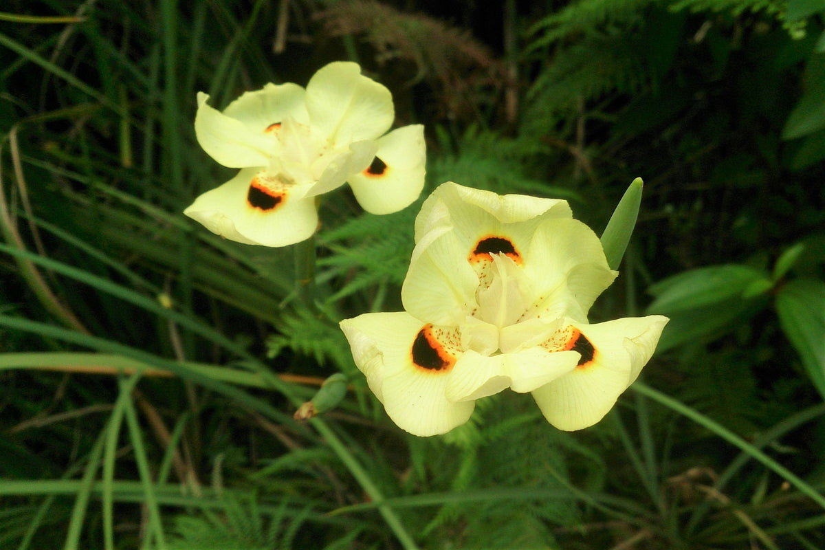 20 YELLOW AFRICAN IRIS Fortnight Lily Dietes Bicolor Butterfly Flag Spanish Peacock Iris Flower Seeds