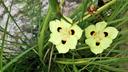 20 YELLOW AFRICAN IRIS Fortnight Lily Dietes Bicolor Butterfly Flag Spanish Peacock Iris Flower Seeds