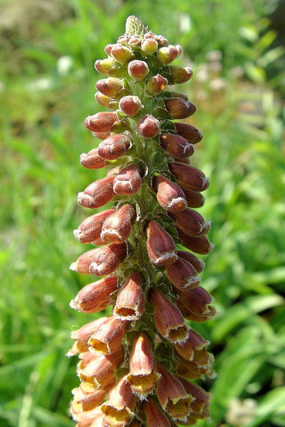 20 MILK CHOCOLATE FOXGLOVE Spanish Digitalis Parviflora Red Brown Flower Seeds