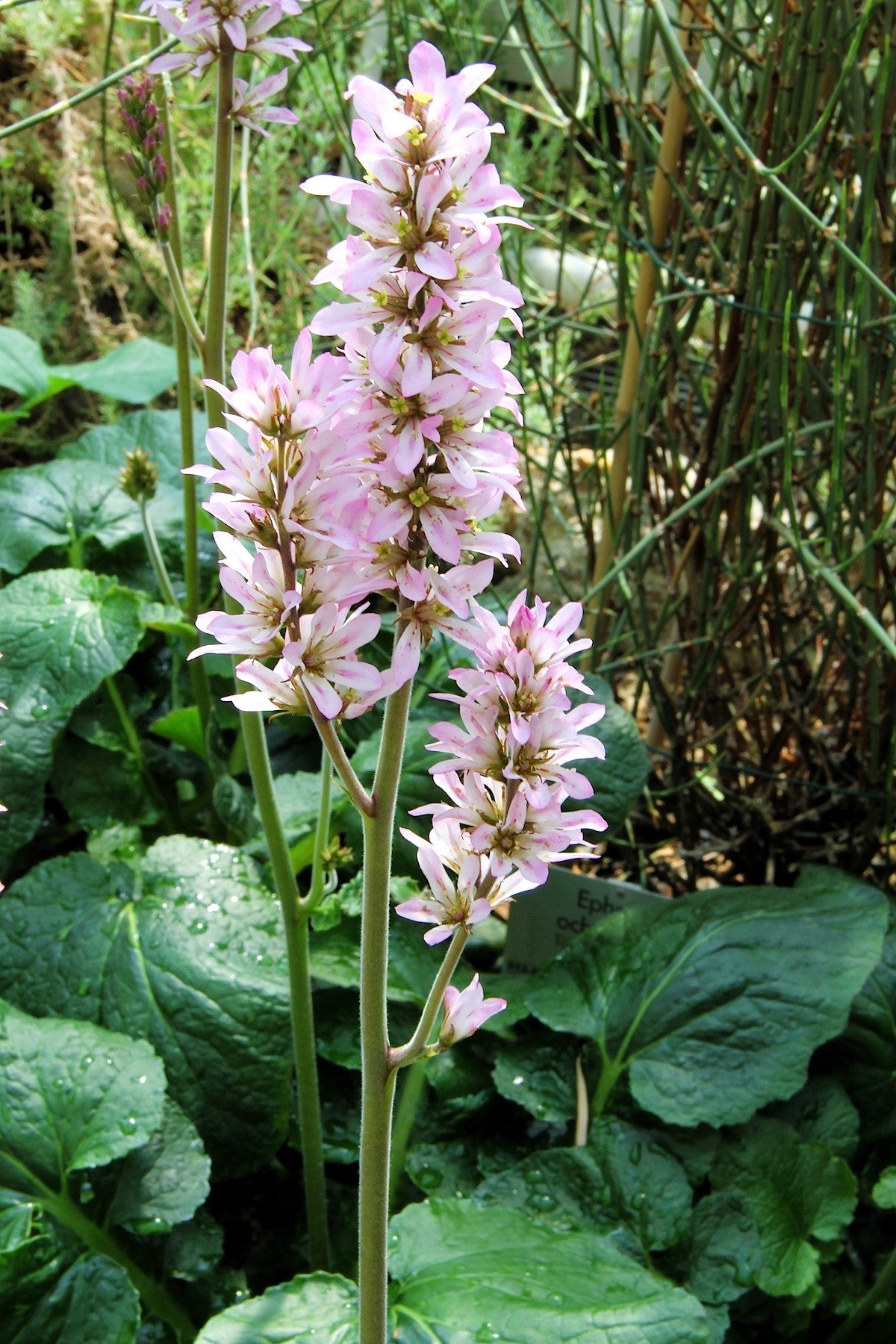100 BRIDAL WREATH White & Pink Francoa Appendiculata Flower Seeds for Part Shade