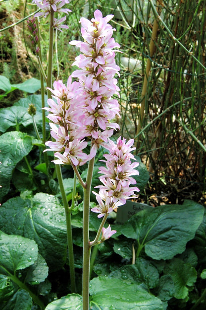 100 BRIDAL WREATH White & Pink Francoa Appendiculata Flower Seeds for Part Shade