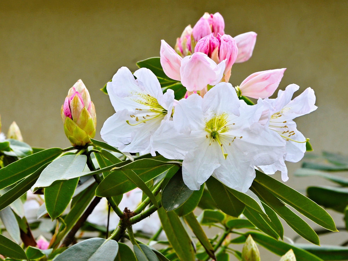 50 FORTUNE RHODODENDRON Fortunei Shrub Rose Pink Mauve White Flower Seeds