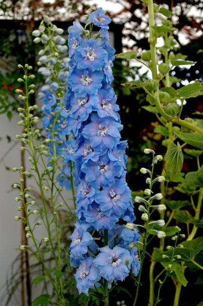 350 Blue with Pink ROCKET LARKSPUR DELPHINIUM Consolida Ajacis Seeds