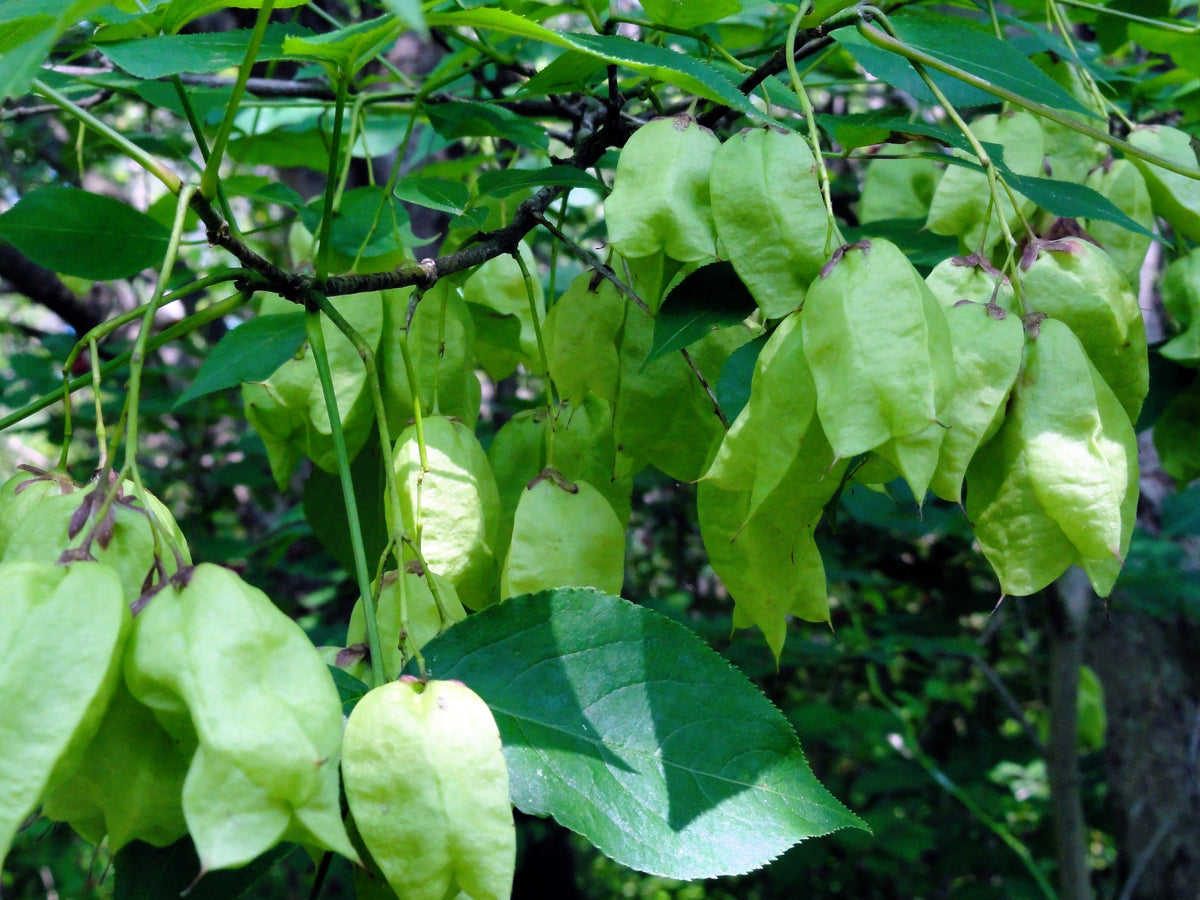 5 AMERICAN BLADDERNUT Tree Staphylea Trifolia Shrub Green Pod White Flower Seeds