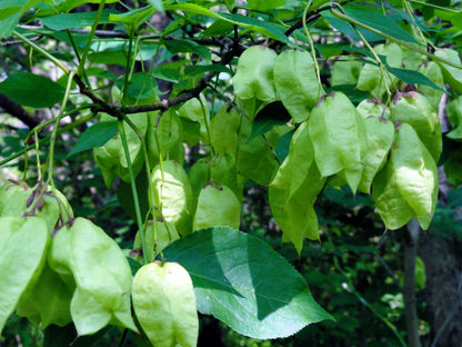5 AMERICAN BLADDERNUT Tree Staphylea Trifolia Shrub Green Pod White Flower Seeds