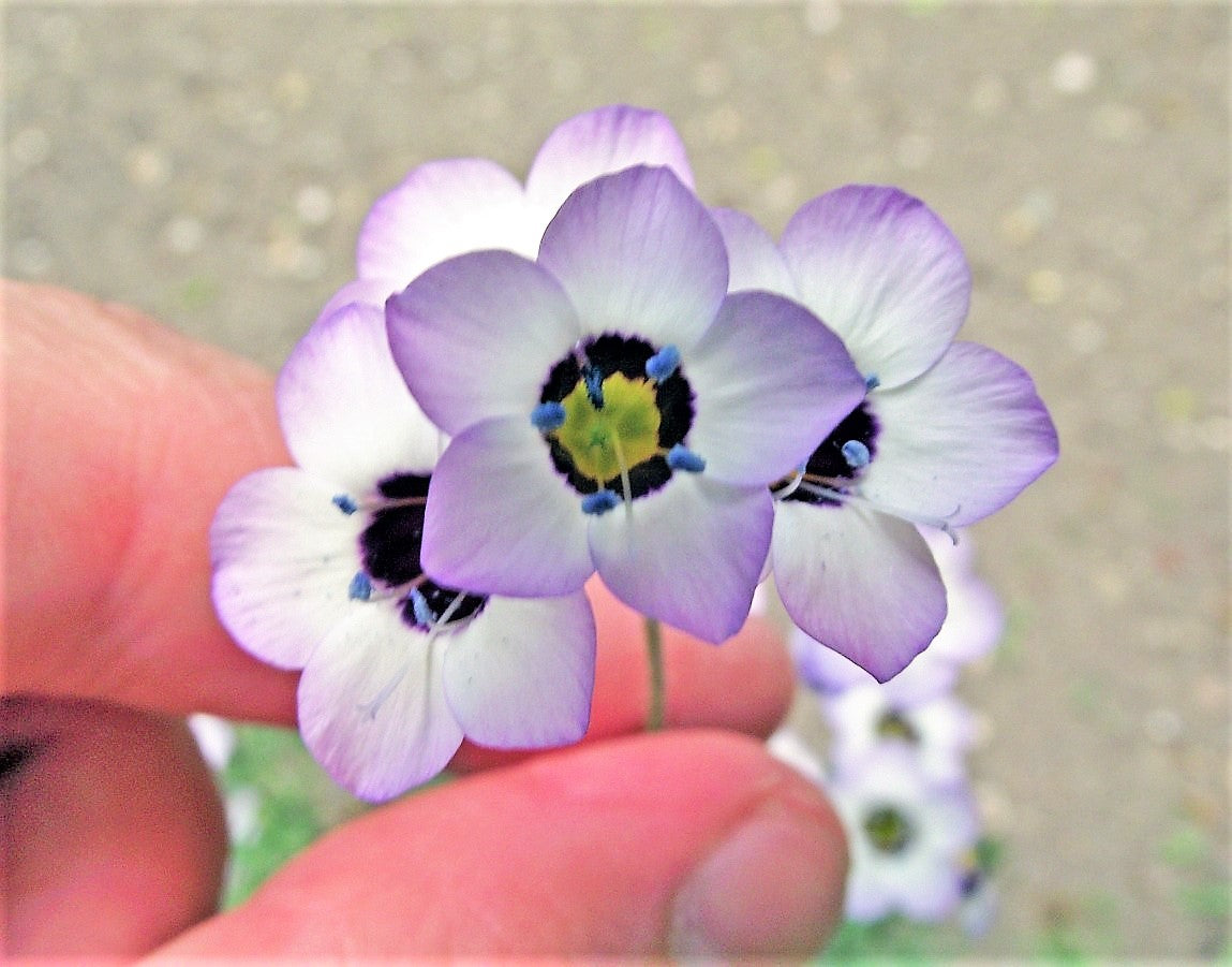 1000 BIRDS EYES Gilia Tricolor Lavender White Native Fragrant Hummingbird Flower Seeds