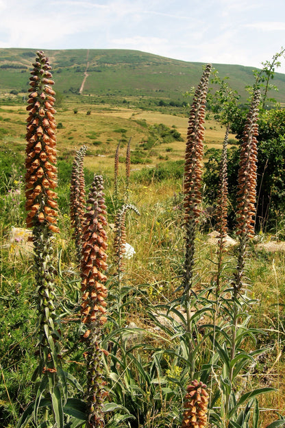 20 MILK CHOCOLATE FOXGLOVE Spanish Digitalis Parviflora Red Brown Flower Seeds