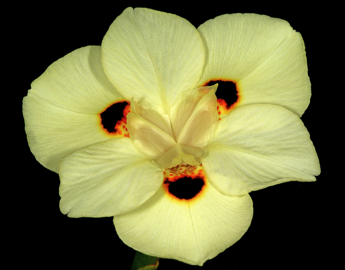 20 YELLOW AFRICAN IRIS Fortnight Lily Dietes Bicolor Butterfly Flag Spanish Peacock Iris Flower Seeds