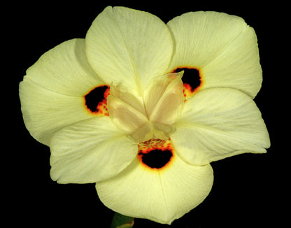 20 YELLOW AFRICAN IRIS Fortnight Lily Dietes Bicolor Butterfly Flag Spanish Peacock Iris Flower Seeds