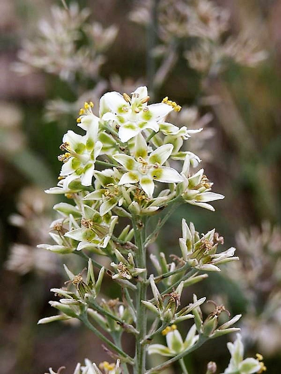 100 WHITE CAMAS Anticlea Elegans Zigadenus Camass Alkali Native Flower Seeds