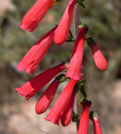 150 Eatons RED FIRECRACKER PENSTEMON Eatonii Native Hummingbird Flower Seeds