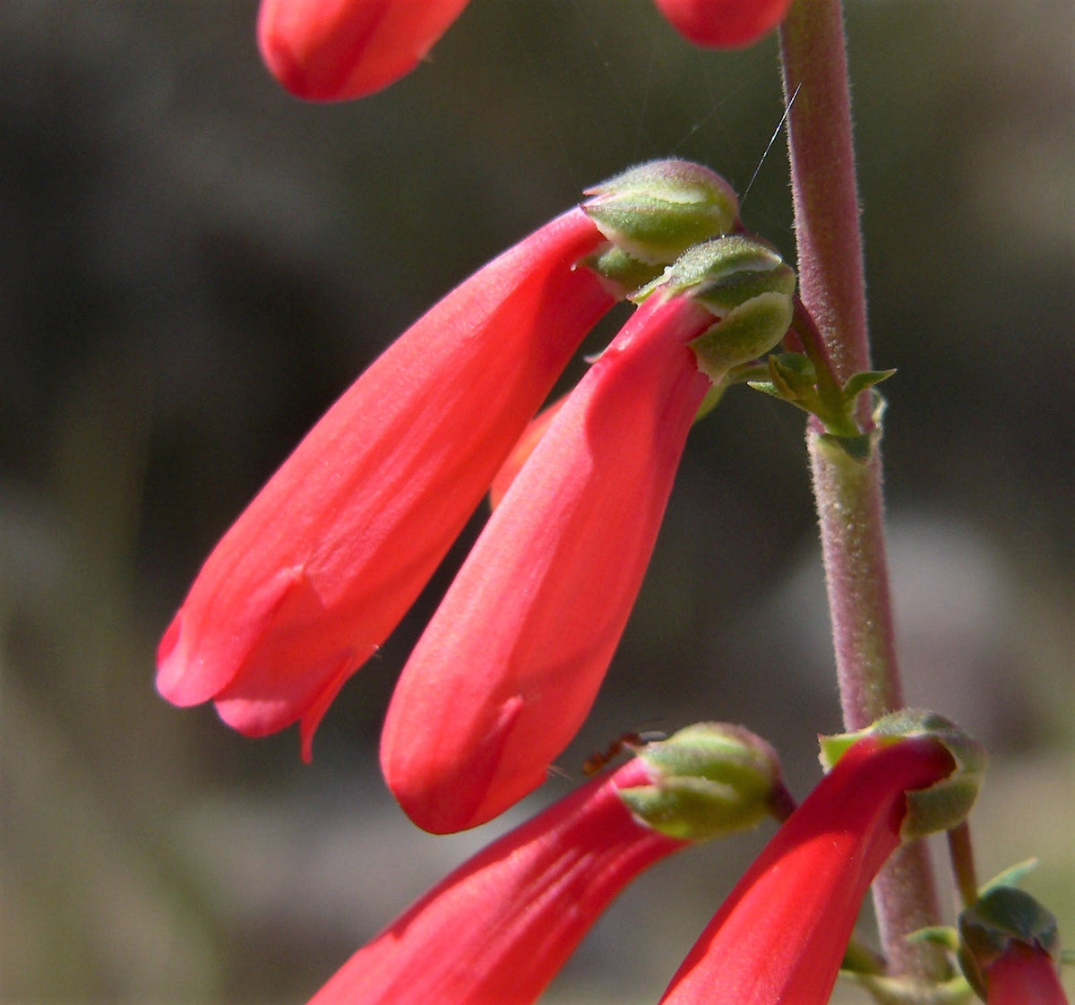 150 Eatons RED FIRECRACKER PENSTEMON Eatonii Native Hummingbird Flower Seeds