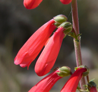 150 Eatons RED FIRECRACKER PENSTEMON Eatonii Native Hummingbird Flower Seeds