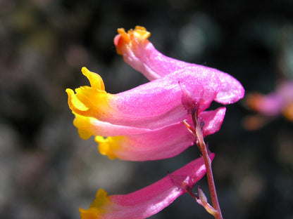 50 ROCK HARLEQUIN Pink & Yellow Corydalis Sempervirens Flower Seeds