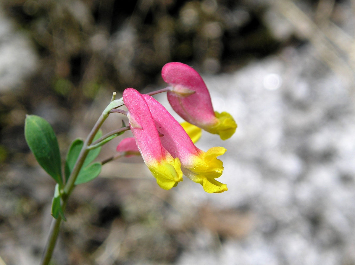 50 ROCK HARLEQUIN Pink & Yellow Corydalis Sempervirens Flower Seeds