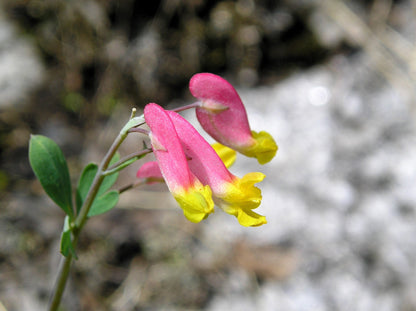 50 ROCK HARLEQUIN Pink & Yellow Corydalis Sempervirens Flower Seeds