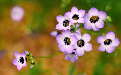 1000 BIRDS EYES Gilia Tricolor Lavender White Native Fragrant Hummingbird Flower Seeds