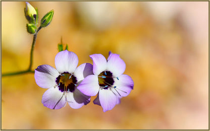 1000 BIRDS EYES Gilia Tricolor Lavender White Native Fragrant Hummingbird Flower Seeds