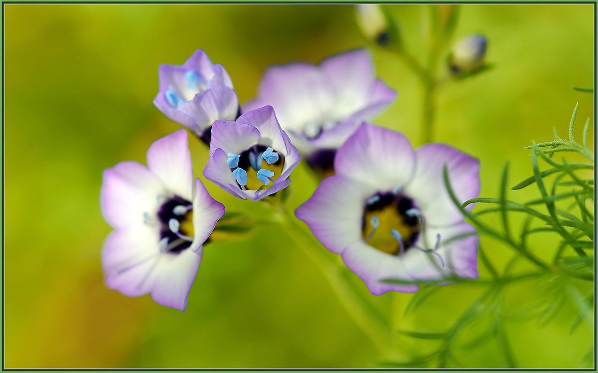 1000 BIRDS EYES Gilia Tricolor Lavender White Native Fragrant Hummingbird Flower Seeds