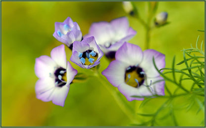 1000 BIRDS EYES Gilia Tricolor Lavender White Native Fragrant Hummingbird Flower Seeds