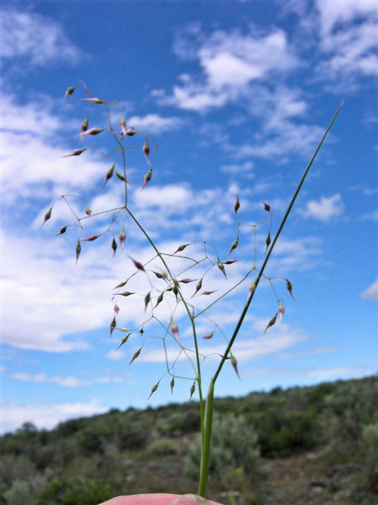 500 INDIAN RICEGRASS Nezpar Oryzopsis Hymenoides Stipa Sand Rice Grass Millet Grain Seeds