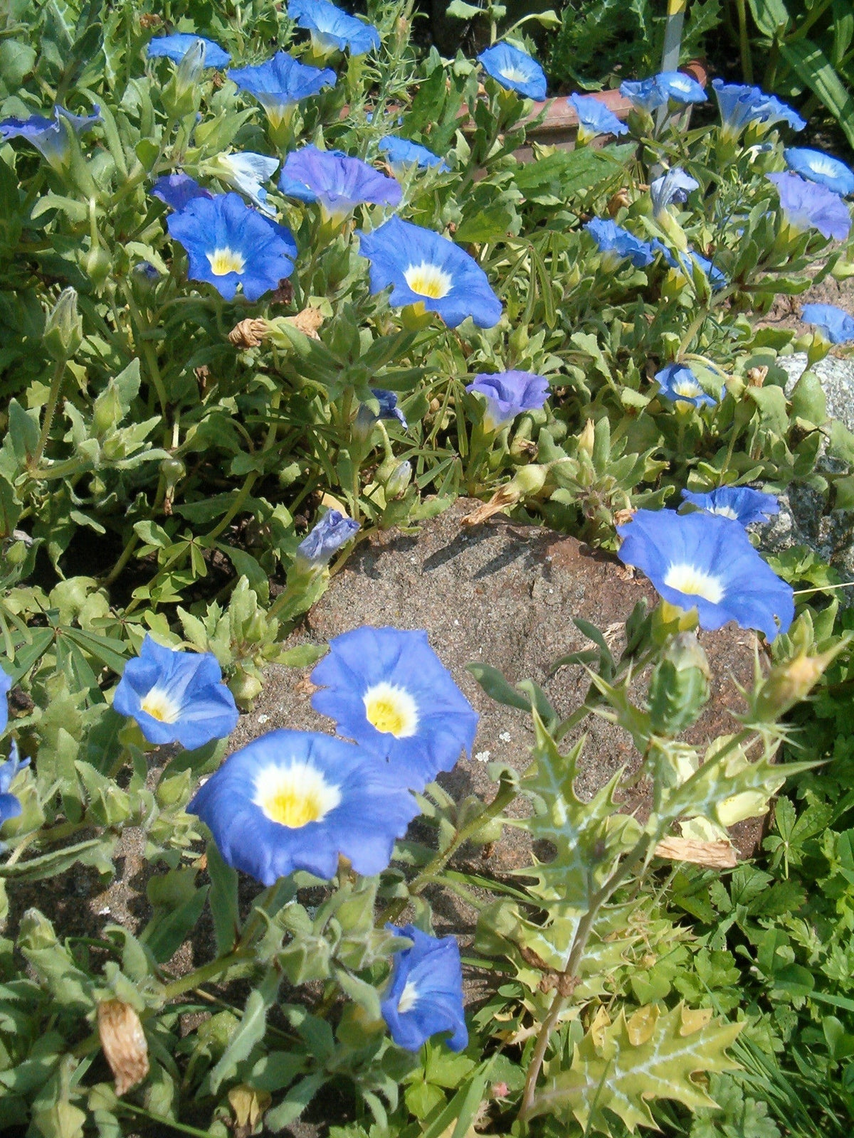 25 BLUE CHILEAN BELLFLOWER Nolana Paradoxa Succulent Ground Cover Flower Seeds