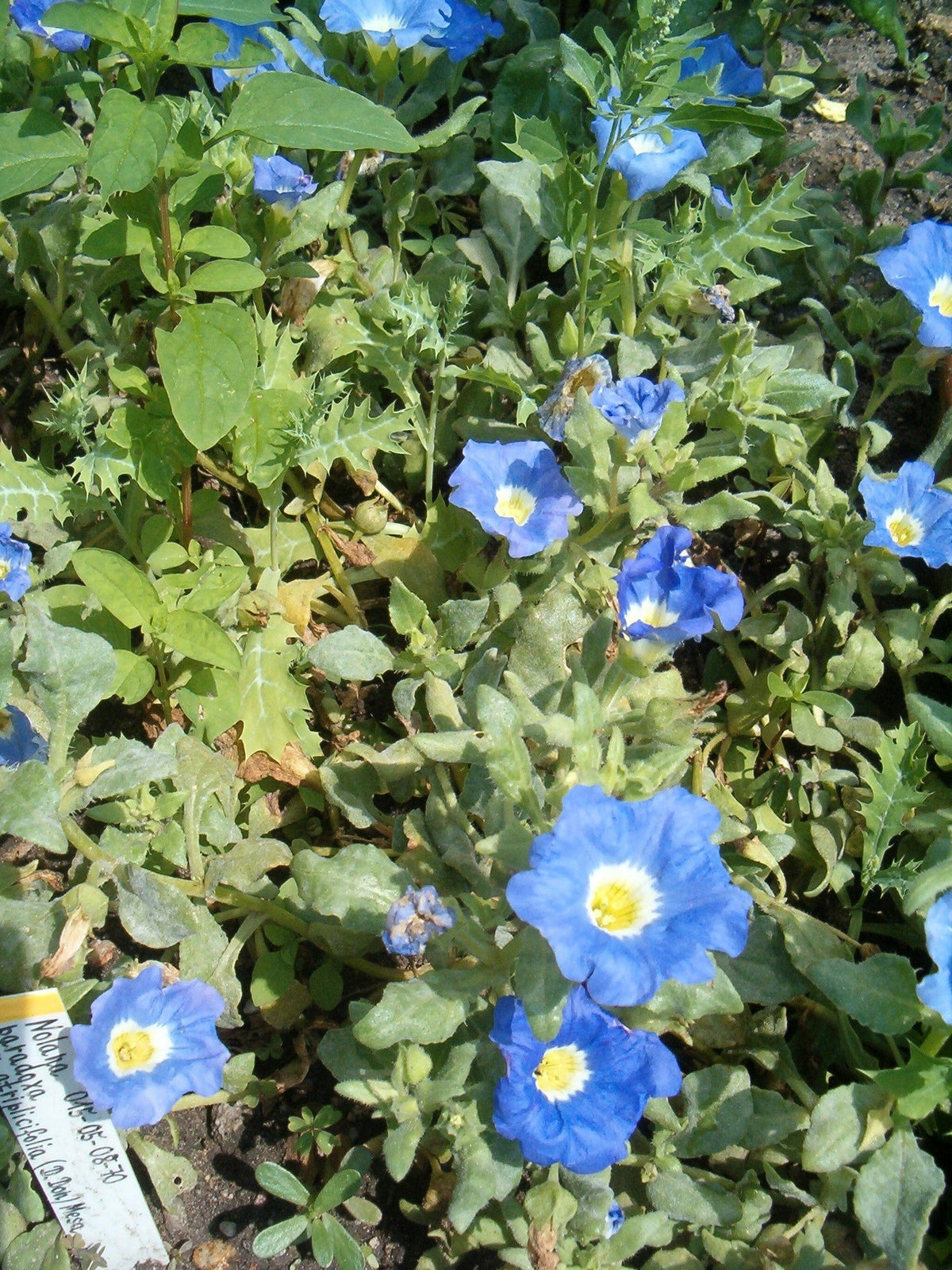 25 BLUE CHILEAN BELLFLOWER Nolana Paradoxa Succulent Ground Cover Flower Seeds