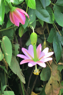 10 BANANA PASSION FRUIT Pink Passion Flower Passiflora Mollissima Yellow Skin Orange Pulp Vine Seeds
