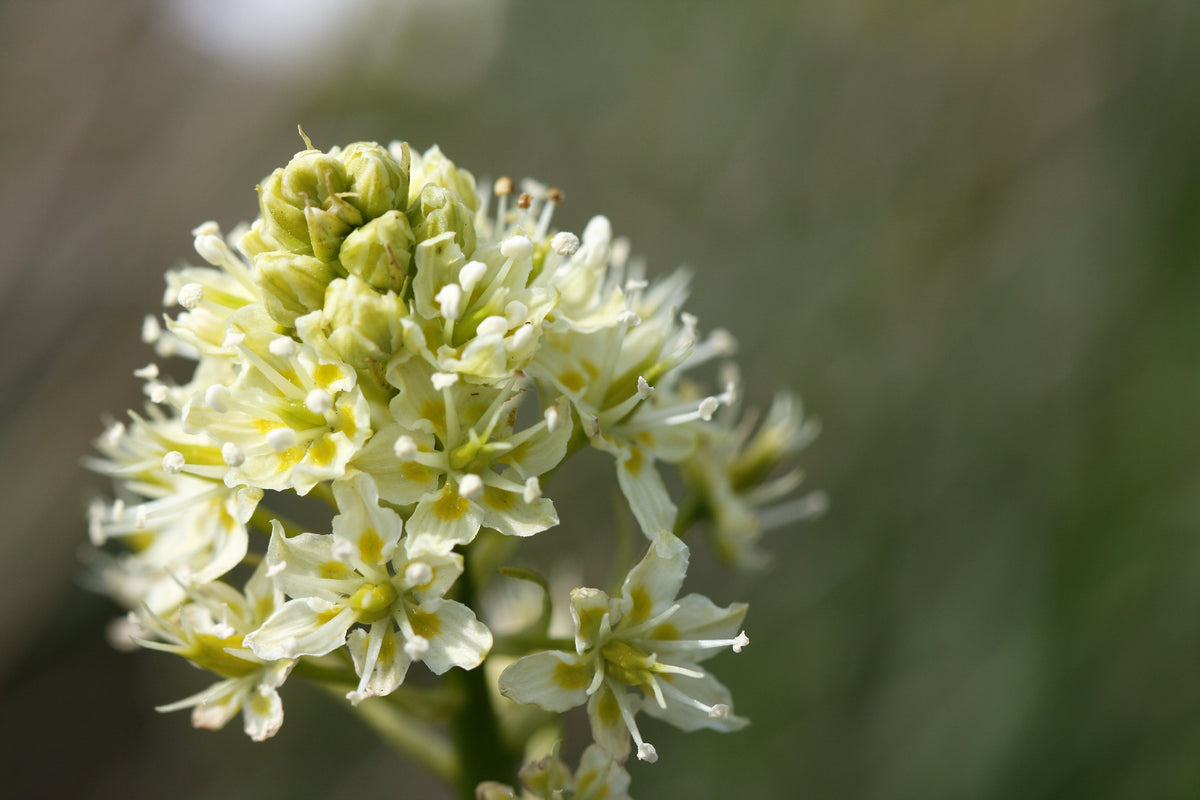 100 WHITE CAMAS Anticlea Elegans Zigadenus Camass Alkali Native Flower Seeds