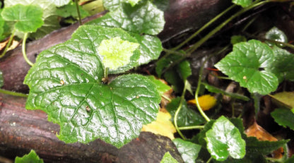 100 PIGGYBACK Plant YOUTH On AGE Tolmiea Thousand Mothers Menziesii Flower Seeds