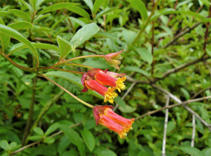 25 TWINBERRY HONEYSUCKLE Lonicera Involucrata California Bearberry Black Twin Berry Endangered Native Sun or Shade Shrub Yellow Red Hummingbird Flower Seeds