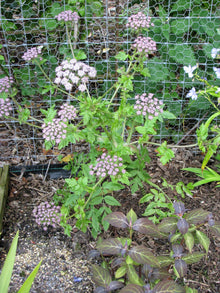 10 Madeira GIANT BLACK PARSLEY Parsnip Palm Melanoselinum Decipiens Flower Seeds
