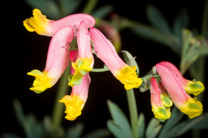 50 ROCK HARLEQUIN Pink & Yellow Corydalis Sempervirens Flower Seeds