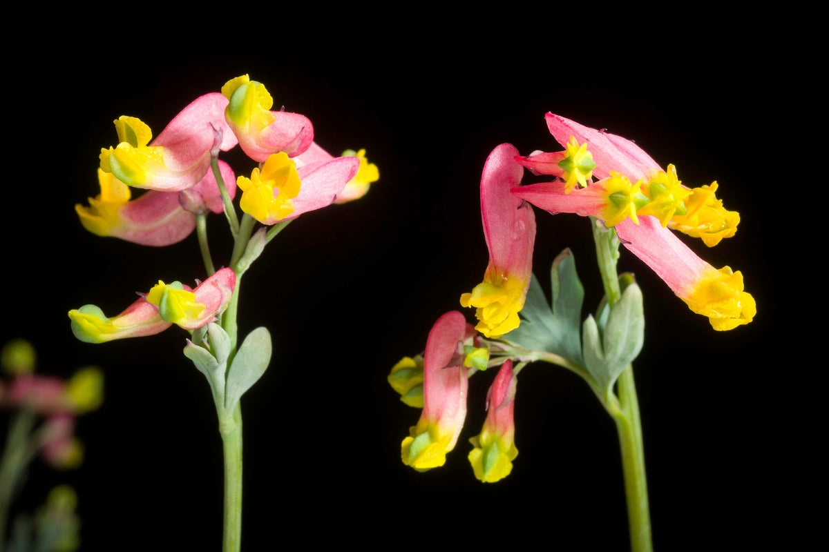 50 ROCK HARLEQUIN Pink & Yellow Corydalis Sempervirens Flower Seeds