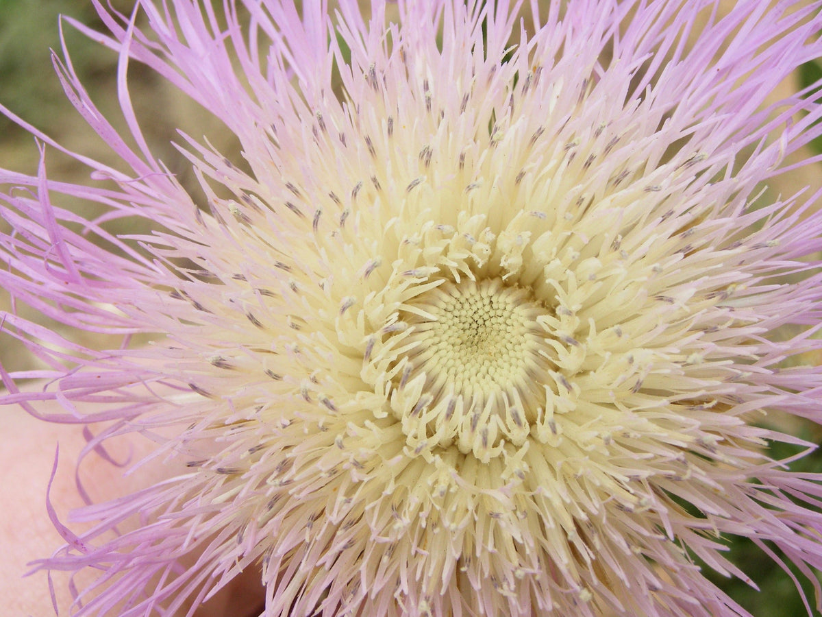 25 AMERICAN ROSE (Centaurea Aloha / American Starflower / American Basket Flower / America Starthistle) Centaurea Americana Flower Seeds
